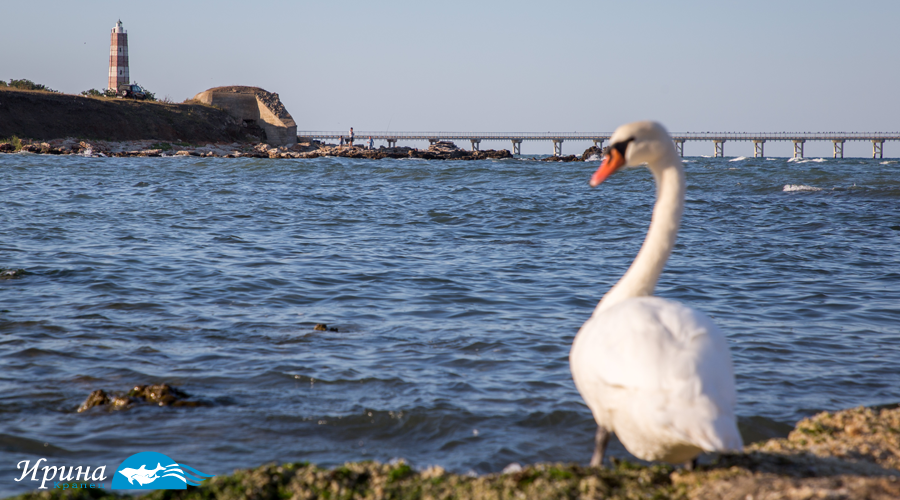Шабла, Шабленски фак